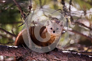 Amercian Pine marten on a branch