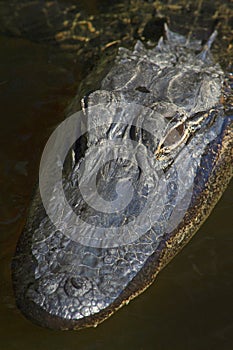 Ameriacan alligator head in the water