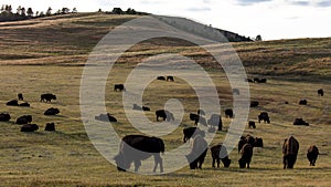 Amerian  Bison known as Buffalo, Custer State Park