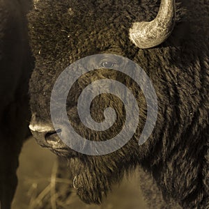 Amerian  Bison known as Buffalo, Custer State Park