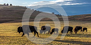 Amerian  Bison known as Buffalo, Custer State Park