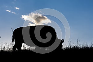 Amerian  Bison known as Buffalo, Custer State Park