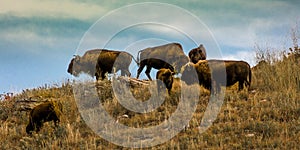 Amerian  Bison known as Buffalo, Custer State Park