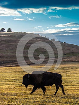 Amerian  Bison known as Buffalo, Custer State Park