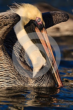 Amerian brown pelican about to spread wings to fly