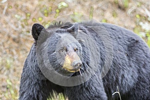 America Black Bear hunting in the woods