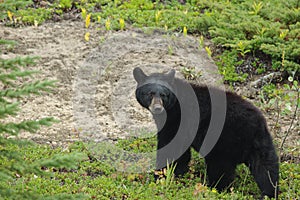 America Black Bear - Ursus americanus