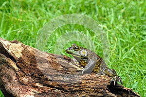 America bullfrog on log