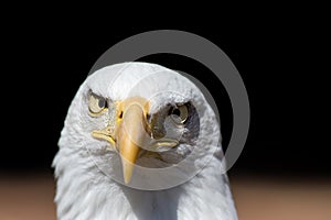 America gone mad. Cross-eyed American bald eagle. USA national b