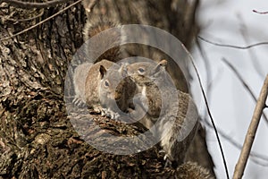 America Grey Squirrel