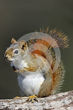 American Red Squirrel (tamiasciurus hudsonicus) photo