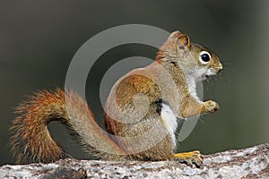 American Red Squirrel (tamiasciurus hudsonicus) photo