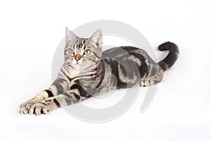 America shorthair Cat