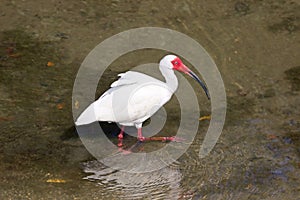 America White Ibis at the wading in a pond