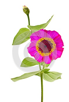 America zinnia flower isolated on white background