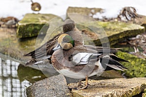 Americam wigeon. North American duck  Mareca americana, also called a baldpate. Male sitting on the edge of the pond. Natural sc