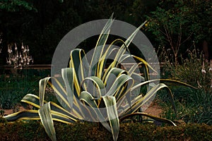 American agave (Agave Americana) green yellow striped leaves Plant in garden