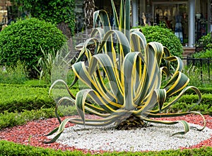 American agave Agave americana striped â€” species of Agave genus, Agave subfamily, Asparagus family in landscape spring Sochi