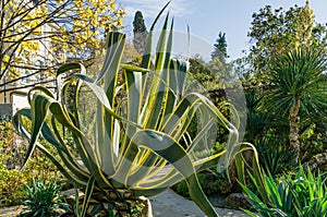 American agave Marginata Agave americana striped â€” species of Agave genus, Agave subfamily