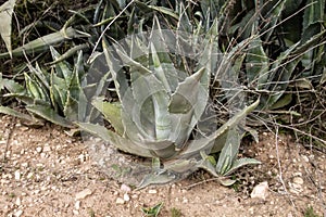 American agave plants