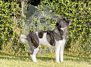 American Akita