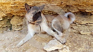 American Akita on the beach among the stones