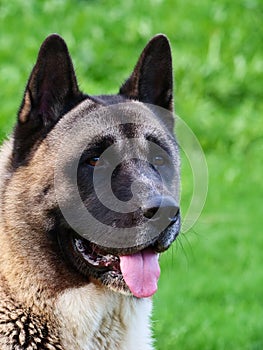 American Akita dog head close-up. Sunny day