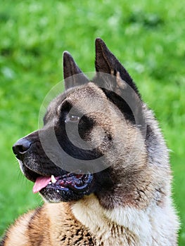 American Akita dog head close-up. Sunny day