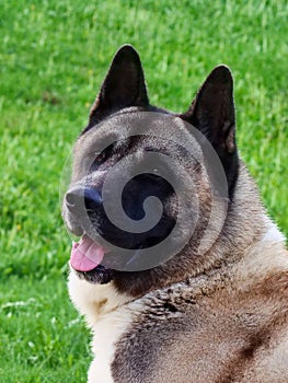 American Akita dog head close-up. Sunny day