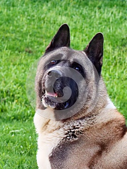 American Akita dog head close-up. Sunny day