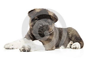 American Akita dog puppy on a white background