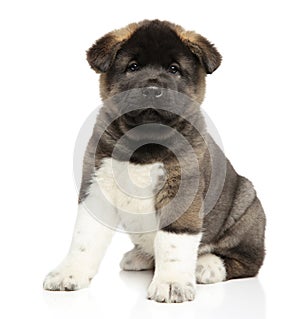 American Akita dog puppy on white background