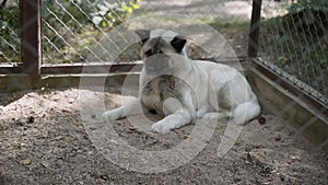 American Akita dog in spacious cage lies on sand, turns its head and ears.