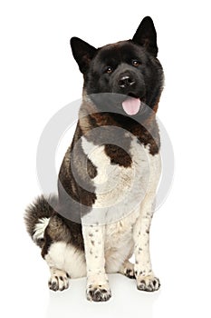 American Akita in front of white background