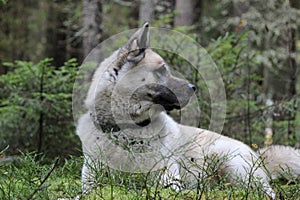 The American Akita or great Japanese dog the American Akita or big Japanese dog is a devoted friend and companion