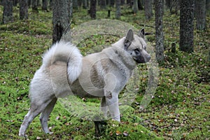 The American Akita or great Japanese dog the American Akita or big Japanese dog is a devoted friend and companion