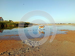 American Akita on the lake reflection in the water