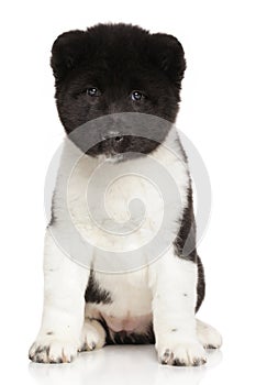 American Akita puppy