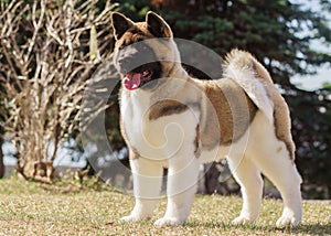 American akita puppy