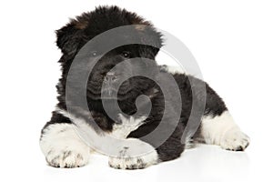 American Akita puppy lying down