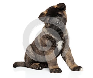 American Akita puppy sits on white background