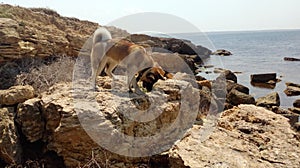 American Akita on the rocks by the sea