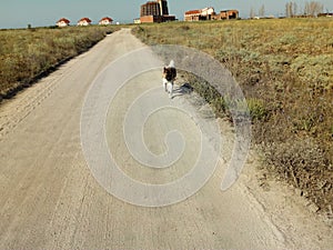 American Akita running on the road fun