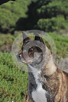 American Akita  Tabby Purebred Dog on the grass