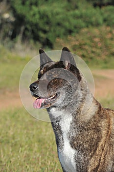 American Akita  Tabby Purebred Dog on the grass