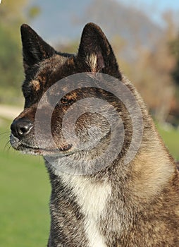 American Akita  Tabby Purebred Dog on the grass