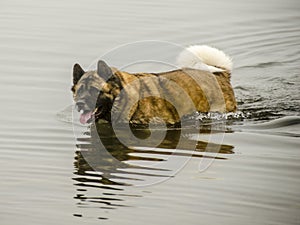 American Akita wades in a lake