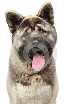 American Akita on a white background
