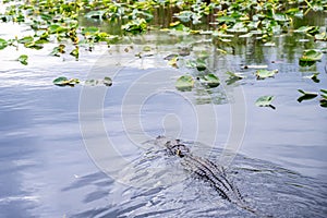 American Allegator swimming in marsh swamp water in the Everglades National Park, Florida