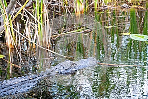 American Allegator swimming in marsh swamp water in the Everglades National Park, Florida